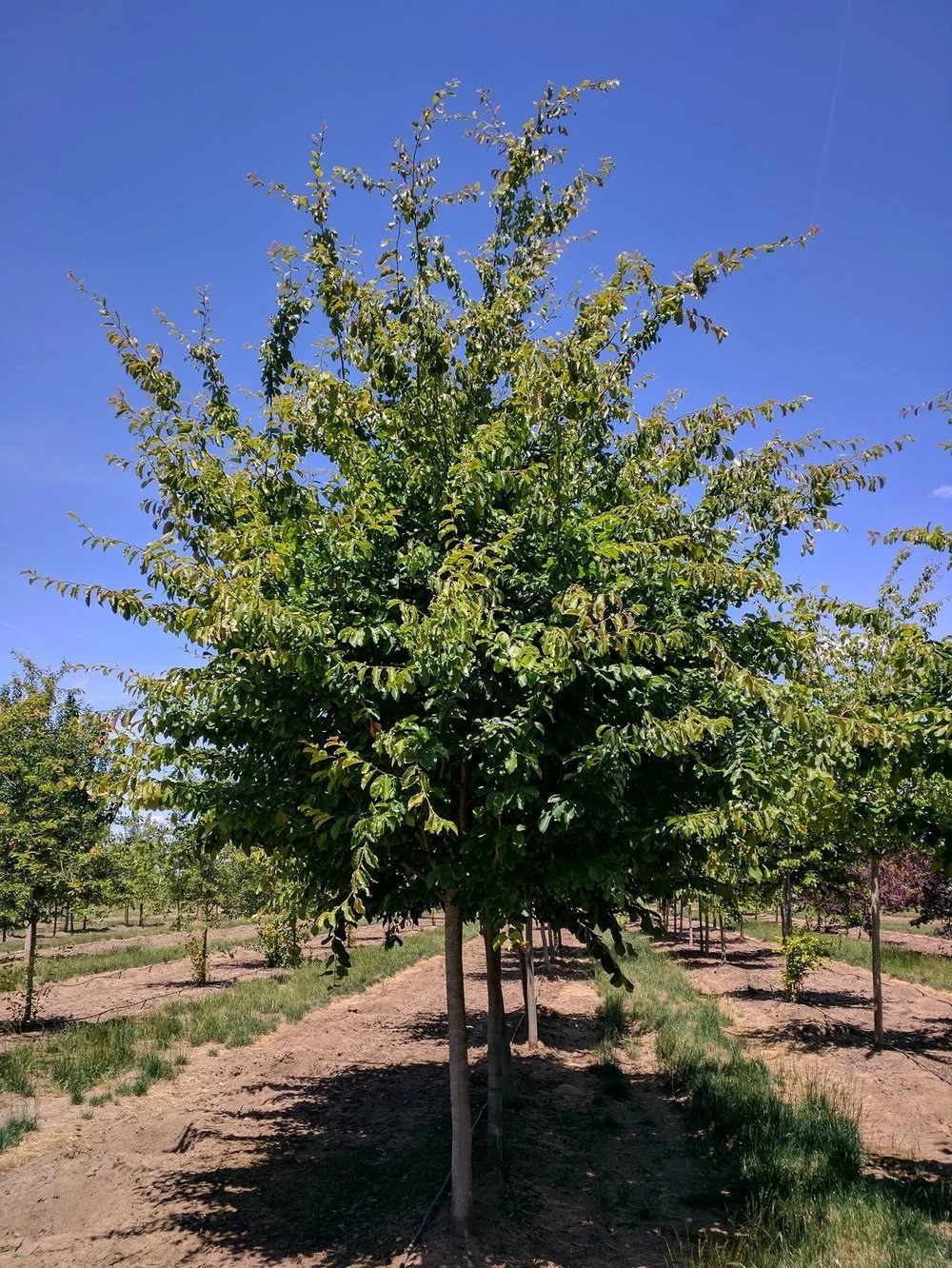 Persian Ironwood — Treasure Valley Canopy Network